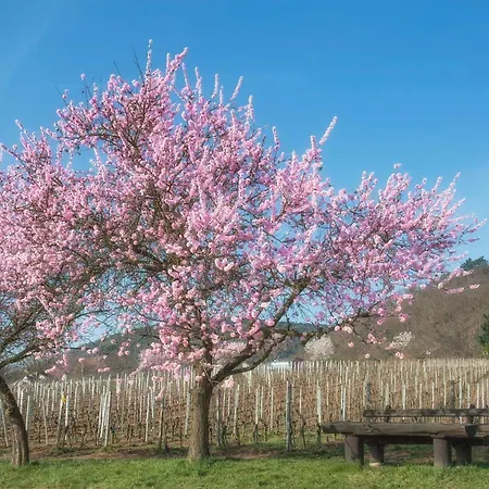 Διαμέρισμα Lieblingsplatz Im Pfalzer Wald